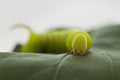 Green caterpillar eats a leaf Royalty Free Stock Photo