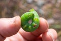 Caterpillar of Eyed Hawk moth. Close up view