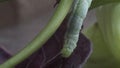 Green caterpillar feeding on leaf stem