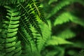 Green Caterpillar on a Fern