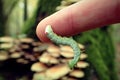 Green caterpillar on a finger Royalty Free Stock Photo