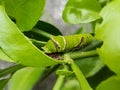 Green caterpillar on fresh orange leaves