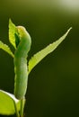 Green caterpillar full length Royalty Free Stock Photo
