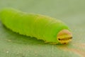 Green caterpillar in the grass Royalty Free Stock Photo
