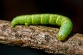 Green caterpillar Royalty Free Stock Photo