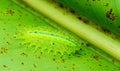 Green caterpillar on green leaf. Macro photo of slug caterpillar. Royalty Free Stock Photo