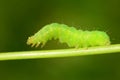 Green Caterpillar on green stem