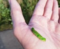 Green caterpillar on hand