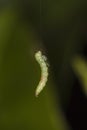 Green Caterpillar hanging by a thread Royalty Free Stock Photo