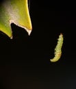 Green Caterpillar hanging by a thread