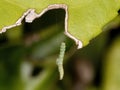 Green Caterpillar hanging by a thread Royalty Free Stock Photo