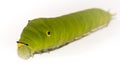 Green caterpillar Royalty Free Stock Photo