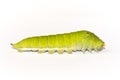 Green caterpillar Royalty Free Stock Photo