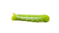 Green caterpillar isolated on white