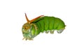 Green caterpillar isolated