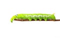 Green caterpillar isolated on white background Royalty Free Stock Photo