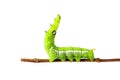 Green caterpillar isolated on white background Royalty Free Stock Photo