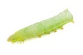 Green caterpillar isolated on white background close-up Royalty Free Stock Photo