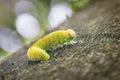 Green caterpillar larva of a large birch leaf wasp sawfly Cimbex femoratus on a beech tree in the forest in the wild, Germany