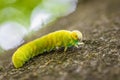 Green caterpillar larva of a large birch leaf wasp sawfly Cimbex femoratus on a beech tree in the forest in the wild, Germany