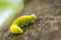 Green caterpillar larva of a large birch leaf wasp sawfly Cimbex femoratus on a beech tree in the forest in the wild, Germany