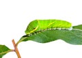 Green caterpillar on leaf 2 Royalty Free Stock Photo