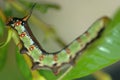 Green caterpillar on leaf