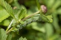 Green caterpillar leaf camouflage in focus Royalty Free Stock Photo