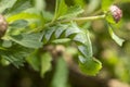 Green caterpillar leaf camouflage in focus Royalty Free Stock Photo