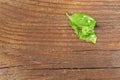 Green caterpillar on a leaf and a wooden table Royalty Free Stock Photo