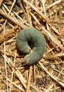 Green caterpillar lies on the dried grass