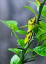 A Green Caterpillar on a LIme Tree Royalty Free Stock Photo