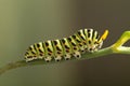 Green caterpillar machaon on dill Royalty Free Stock Photo