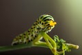 Green caterpillar machaon Royalty Free Stock Photo