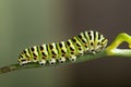 Green caterpillar machaon on dill Royalty Free Stock Photo