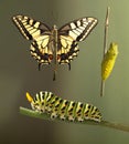 Green caterpillar machaon on dill Royalty Free Stock Photo