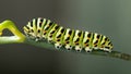 Green caterpillar machaon on dill Royalty Free Stock Photo