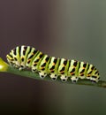 Green caterpillar machaon on dill Royalty Free Stock Photo