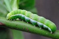 Green Caterpillar Royalty Free Stock Photo