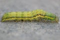 Green caterpillar, macro photo, closeup, side view