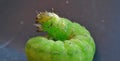 Green Caterpillar - Macro Photography - UK Royalty Free Stock Photo