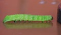 Green Caterpillar - Macro Photography - UK Royalty Free Stock Photo