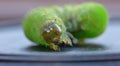 Green Caterpillar - Macro Photography - UK Royalty Free Stock Photo