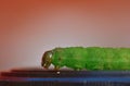 Green Caterpillar - Macro Photography - UK Royalty Free Stock Photo