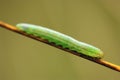 Green caterpillar. Macro wildkife shot Royalty Free Stock Photo