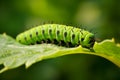 Green caterpillar munching on vibrant leaf, showcasing details of its tiny mandibles and colorful body. Generative AI Royalty Free Stock Photo