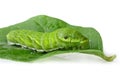Green caterpillar (Papilio dehaanii) on a leaf Royalty Free Stock Photo