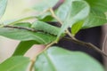 Green caterpillar on stick with leaves Royalty Free Stock Photo