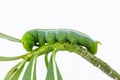 Green caterpillar on plant