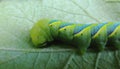 Green caterpillar with polka dots.